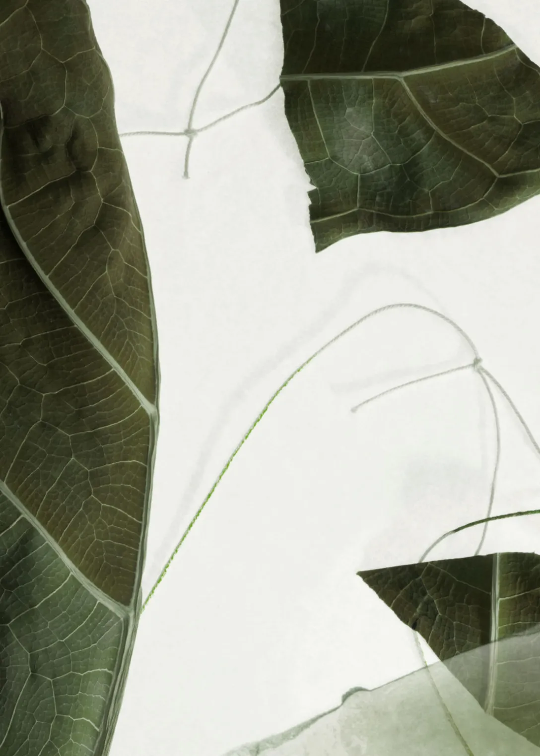 Crème Pour Les Mains Bois Arabesque